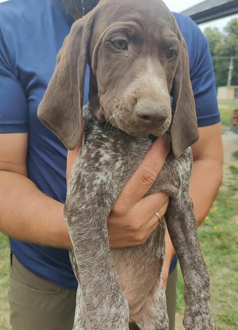 Wyżeł niemiecki krótkowłosy Z Dorzecza Bugu FCI
