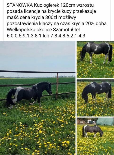 Kuc ogier licencja kryje klacze przekazuje maść