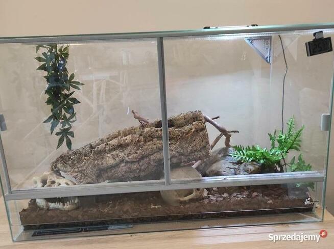 Pyton królewski z terrarium samiec