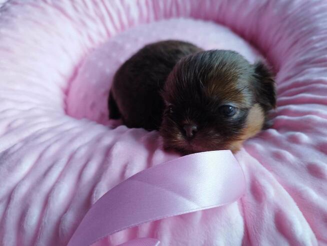 *** Shih Tzu Czekoladowe Pieski Po Malutkich Rodzicach ***
