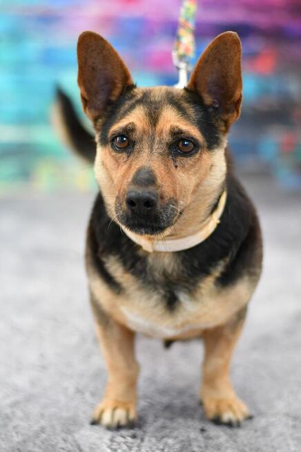 Malutka Fifi prosi o nowy domek!