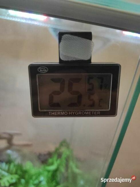 Pyton królewski z terrarium samiec