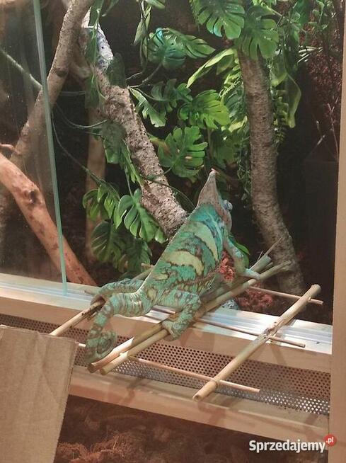 Kameleon jemeński samiec z terrarium