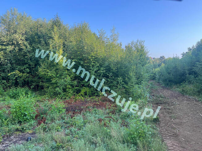 Mulczowanie Olkusz. Czyszczenie działek tel. 575-747-470