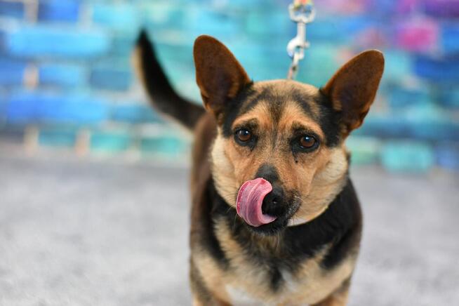 Malutka Fifi prosi o nowy domek!