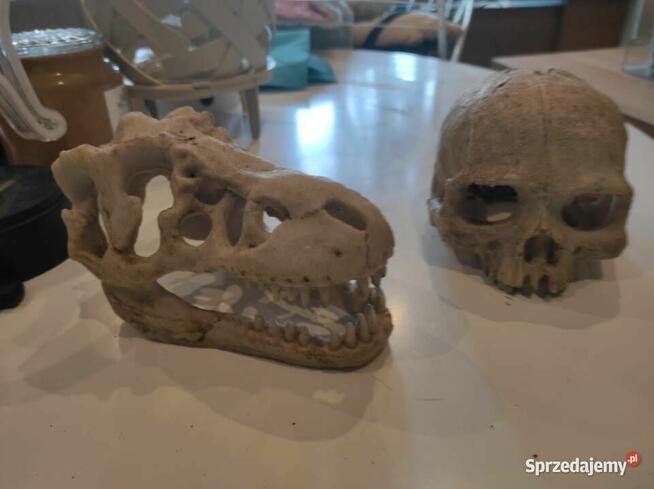 Pyton królewski z terrarium samiec