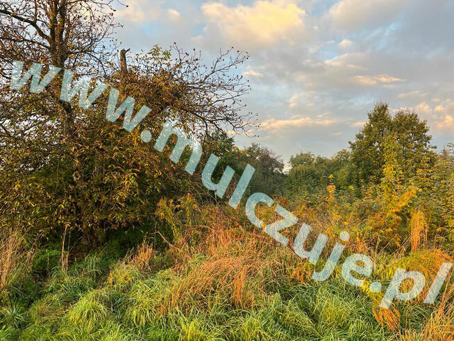 Mulczowanie Olkusz. Czyszczenie działek tel. 575-747-470