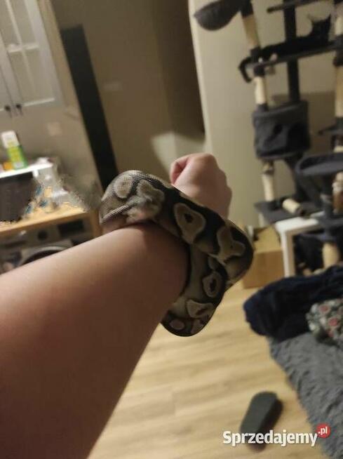 Pyton królewski z terrarium samiec