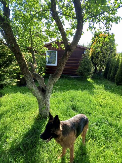 Sprzedam działkę ROD