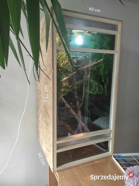Kameleon jemeński samiec z terrarium