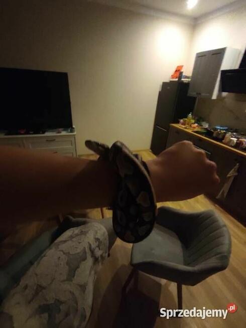 Pyton królewski z terrarium samiec