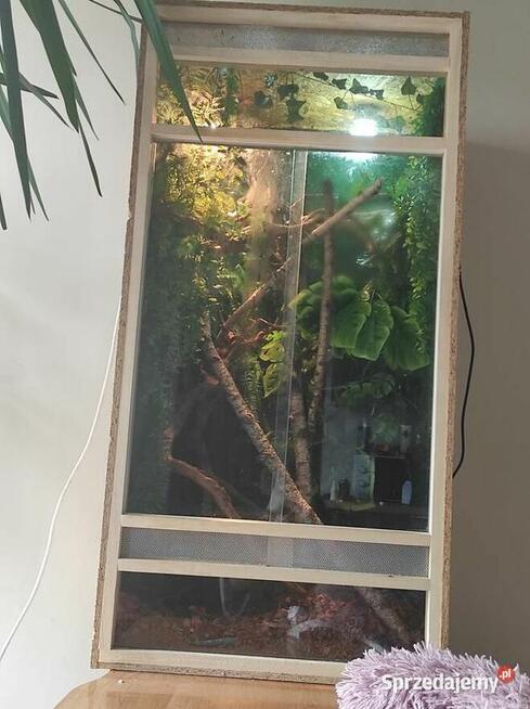 Kameleon jemeński samiec z terrarium