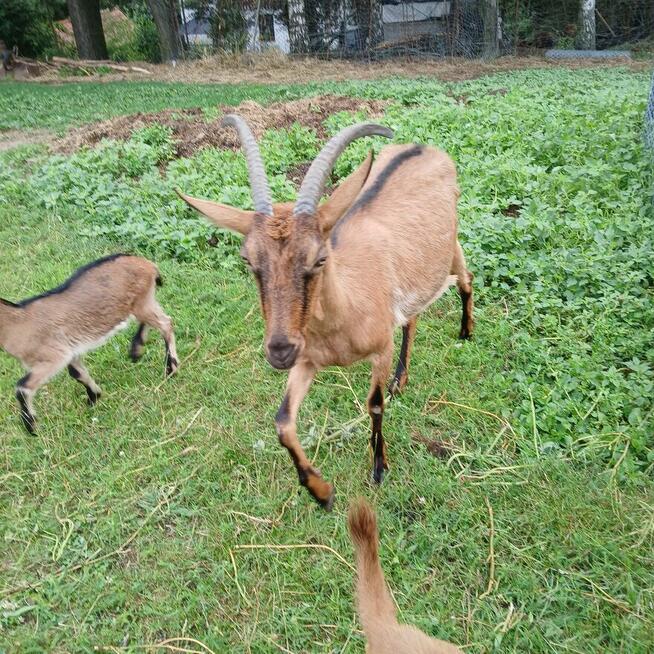 Piękny Koziołek i kòzka z hodowli ekologicznej