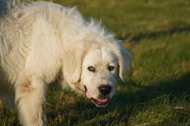 Achu - radosny, serdeczny i… gotowy na nowy dom! ️