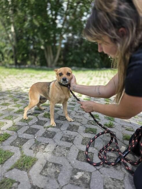 Zębuszka-urocza, delikatna suczka czeka na spokojny dom