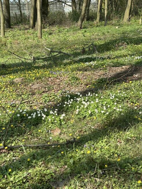 Wyjątkowa działka z parkiem 5,5 ha