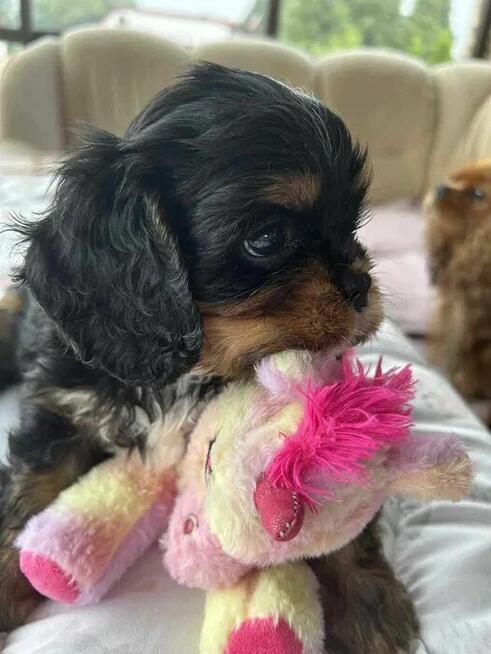 Szczenięta Cavalier King Charles Spaniel FCI