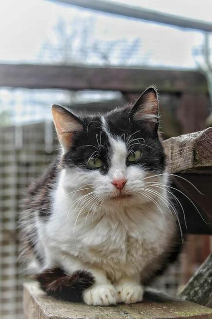 Furka - młoda kocia indywidualistka szuka domu!