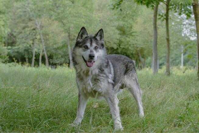 Max-starszy pies czeka na odpowiedzialny dom-adopcja