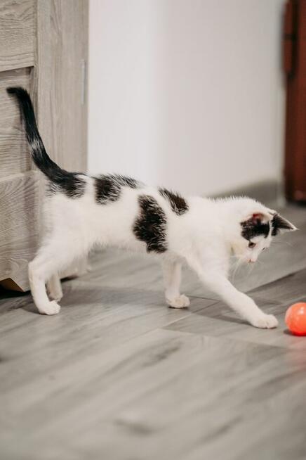 Fotka śliczna kotka do adopcji