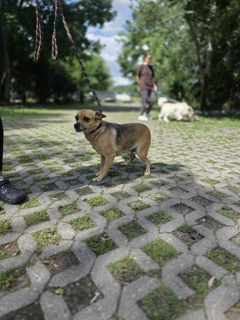 Zębuszka-urocza, delikatna suczka czeka na spokojny dom