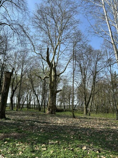 Wyjątkowa działka z parkiem 5,5 ha
