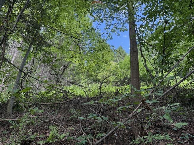 Nieruchomość gruntowa z własnym lasem