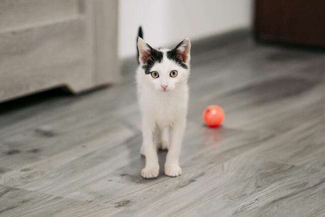 Fotka śliczna kotka do adopcji