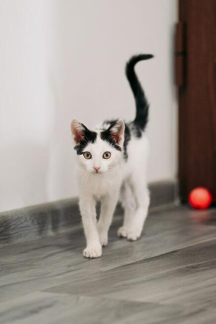 Fotka śliczna kotka do adopcji
