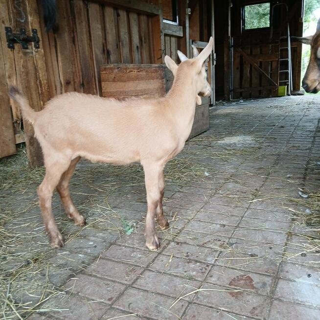 Piękny Koziołek i kòzka z hodowli ekologicznej