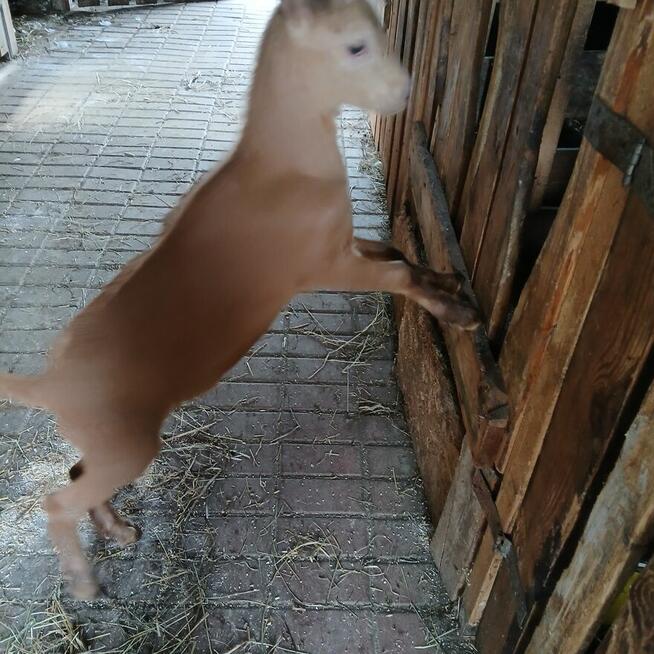 Piękny Koziołek i kòzka z hodowli ekologicznej