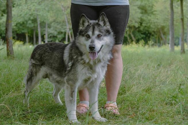 Max-starszy pies czeka na odpowiedzialny dom-adopcja