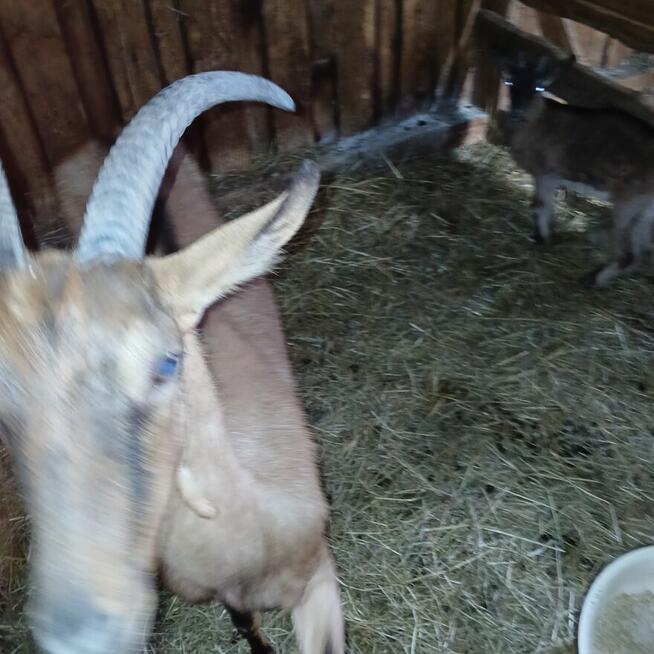 Piękny Koziołek i kòzka z hodowli ekologicznej