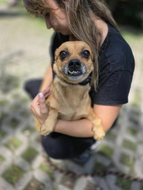 Zębuszka-urocza, delikatna suczka czeka na spokojny dom