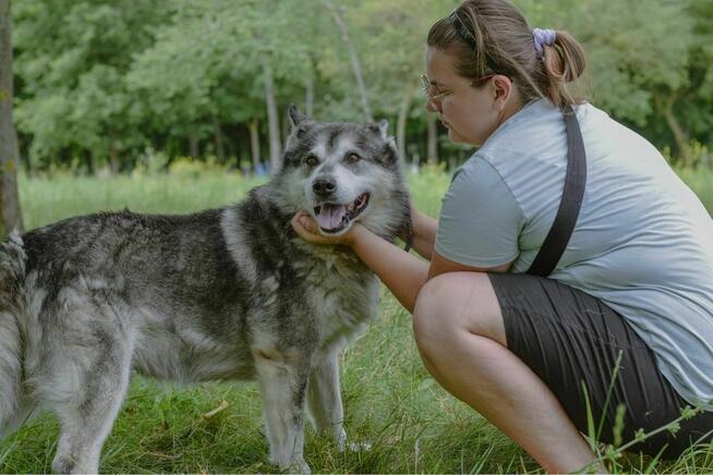 Max-starszy pies czeka na odpowiedzialny dom-adopcja