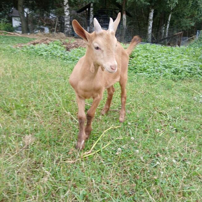 Piękny Koziołek i kòzka z hodowli ekologicznej