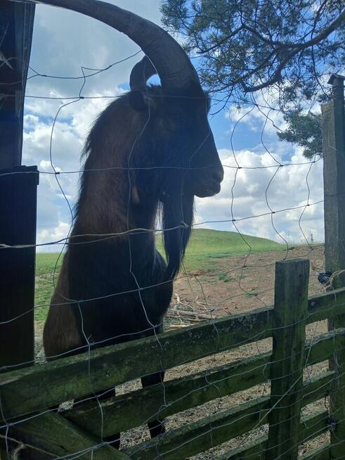 Piękny Koziołek i kòzka z hodowli ekologicznej