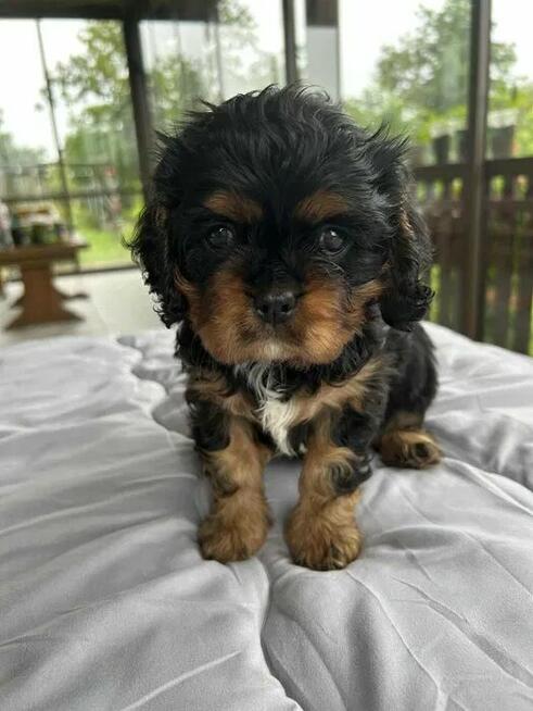 Szczenięta Cavalier King Charles Spaniel FCI