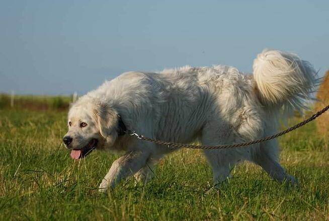 Achu - radosny, serdeczny i… gotowy na nowy dom! ️