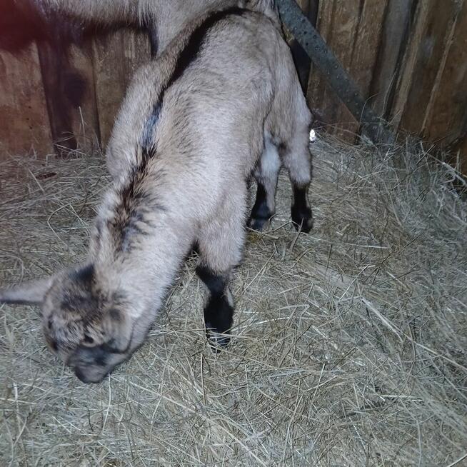 Piękny Koziołek i kòzka z hodowli ekologicznej
