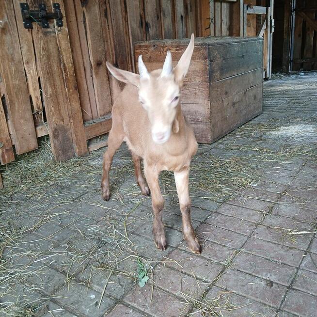 Piękny Koziołek i kòzka z hodowli ekologicznej