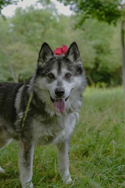 Max-starszy pies czeka na odpowiedzialny dom-adopcja