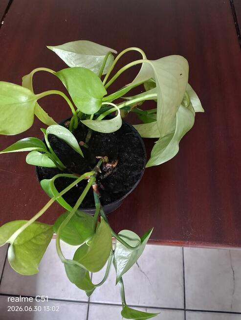 Epipremnum (Golden Pothos)