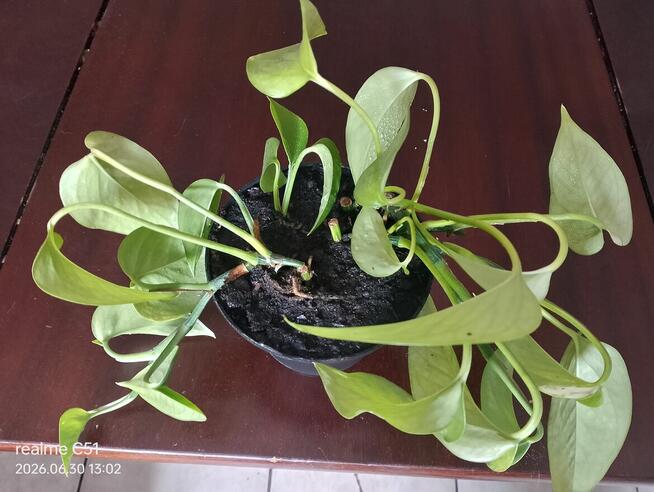 Epipremnum (Golden Pothos)