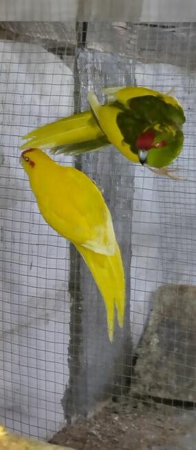 Rozelle aleksandretty rudosterki nimfy modrolotki
