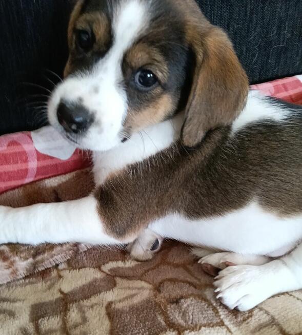Beagle tricolor