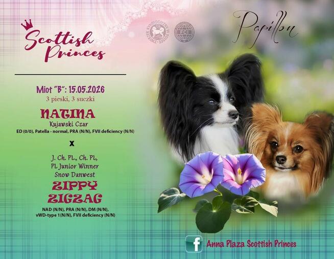 Spaniel Kontynentalny - Papillon