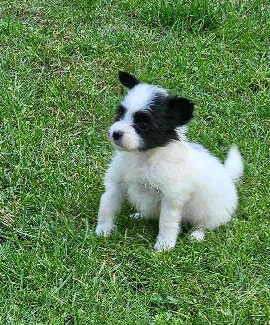 Spaniel Kontynentalny - Papillon