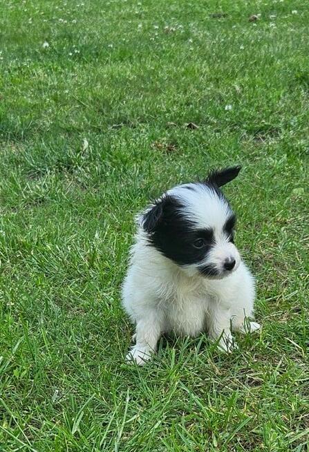 Spaniel Kontynentalny - Papillon