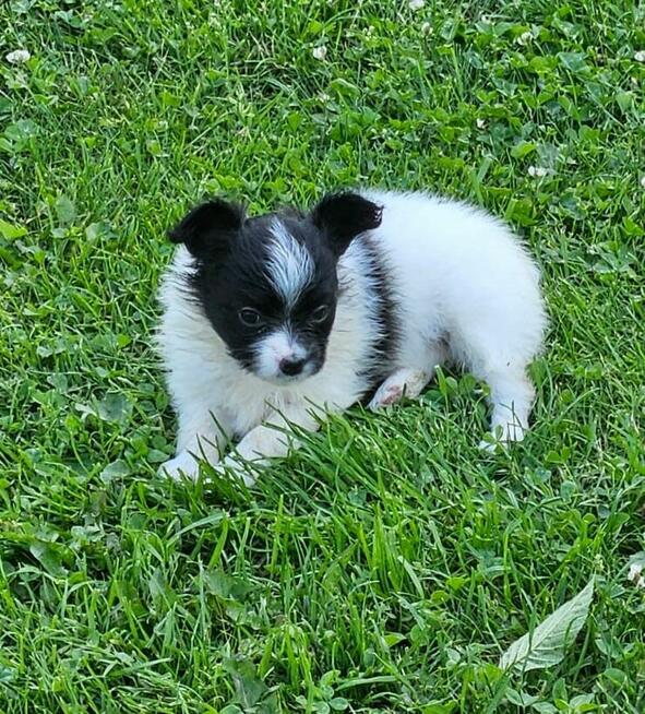 Spaniel Kontynentalny - Papillon